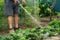 A senior gardener watering young strawberry bushes in a garden for growth boost with shower watering gun. Organic gardening,