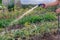 A senior gardener waters a vegetable garden with beds of onions, carrots and dill by shower watering gun against modern greenhouse