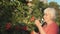 Senior gardener woman taste red red rowan berries in summer garden