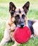 Senior German Shepherd Dog with Frisbee resting in grass.  Outdoor animal theme