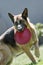 Senior German Shepherd Dog holding Frisbee playing in grass.  Beautiful old dog with white muzzle and red Frisbee