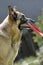 Senior German Shepherd Dog holding Frisbee playing in grass.  Beautiful old dog with white muzzle and red Frisbee