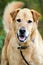 Senior Golden Retriever Mixed Dog Adoption Portrait