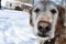 Senior Golden Retriever`s muzzle close up with a touch of snow