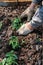 Senior grandfather gardening on the ground kneeling, sunny day. Tomato seedlights and shovel in hands. Pots on soil