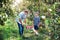 Senior grandfather with grandson carrying wooden box with apples in orchard.