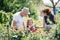 Senior grandparents and granddaughter gardening in the backyard garden.