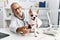 Senior grey-haired man wearing veterinarian uniform examining chihuahua at vet clinic