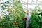 Senior happy woman engaged in seasonal gardening picking fresh ripe plum tomatoes on farm