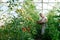 Senior happy woman engaged in seasonal gardening picking fresh ripe plum tomatoes on farm