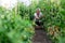 Senior happy woman engaged in seasonal gardening picking fresh ripe plum tomatoes on farm