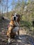 Senior hound dog wearing harness posed on hiking trail