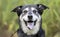 Senior Husky Retriever mixed breed dog