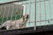 Senior Labrador dog standing in the balcony