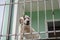 Senior Labrador dog standing in the balcony