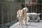 Senior Labrador dog standing in the balcony