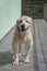 Senior Labrador dog standing in the balcony