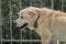 Senior Labrador dog standing in the balcony