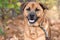 Senior Labrador Retriever mix dog with gray muzzle