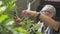 Senior male caring organic garden at home. Asian elderly man cutting branches of lemon tree in the backyard.