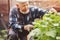 Senior male farmer picking fresh cucumbers from his hothouse