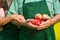 Senior male hands holding apples.