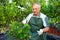 Senior man cares for citrus plants in greenhouse