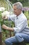 Senior Man Cultivating Flowers In Garden