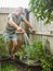 Senior man cuts rosemary in courtyard. Home gardening, herbs and plants in garden