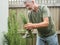 Senior man cuts rosemary in courtyard. Home gardening, herbs and plants in garden