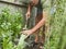 Senior man cuts rosemary in courtyard. Home gardening, herbs and plants in garden