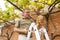 Senior man cutting grapes from a vine.