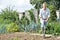 Senior Man Digging Vegetable Patch On Allotment