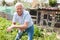 Senior man is dripping potatoes by shovel in garden outdoor