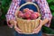 Senior man, farmer worker holding harvest of organic peach