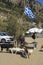 Senior man feeds wild goats