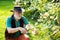 Senior man in garden cutting roses. Gardeners with spring flowers. Grandfather working in the garden.