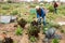 Senior man hoeing soil on vegetable rows