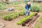 Senior man hoeing soil on vegetable rows