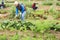 Senior man hoeing soil on vegetable rows