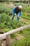 Senior man hoeing soil on vegetable rows