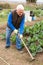 Senior man hoeing soil on vegetable rows