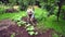 Senior man hoeing vegetable garden soil