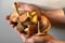 Senior man hold handful of mushrooms from different sort on white background. Mushroom picker showing his autumn harvest