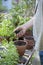 Senior Man Holding Sapling In Greenhouse