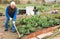 Senior man horticulturist with mattock working with cabbage