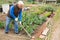 Senior man horticulturist with mattock working with cabbage