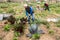 Senior man horticulturist with mattock working in garden