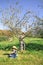 Senior man moving tree and apples falling over kid