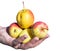 Senior man picking apples in his orchard. He examining the apple production while holding crate with apples.